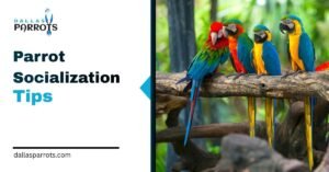 Top 10 Parrot Socialization Tips Every Bird Owner Should Know