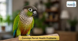 Top 9 Common Parrot Health Problems Every Owner Must Know