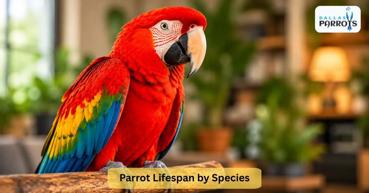 Parrot Lifespan by Species: From 5 to 80+ Years