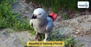 Benefits of Owning a Parrot