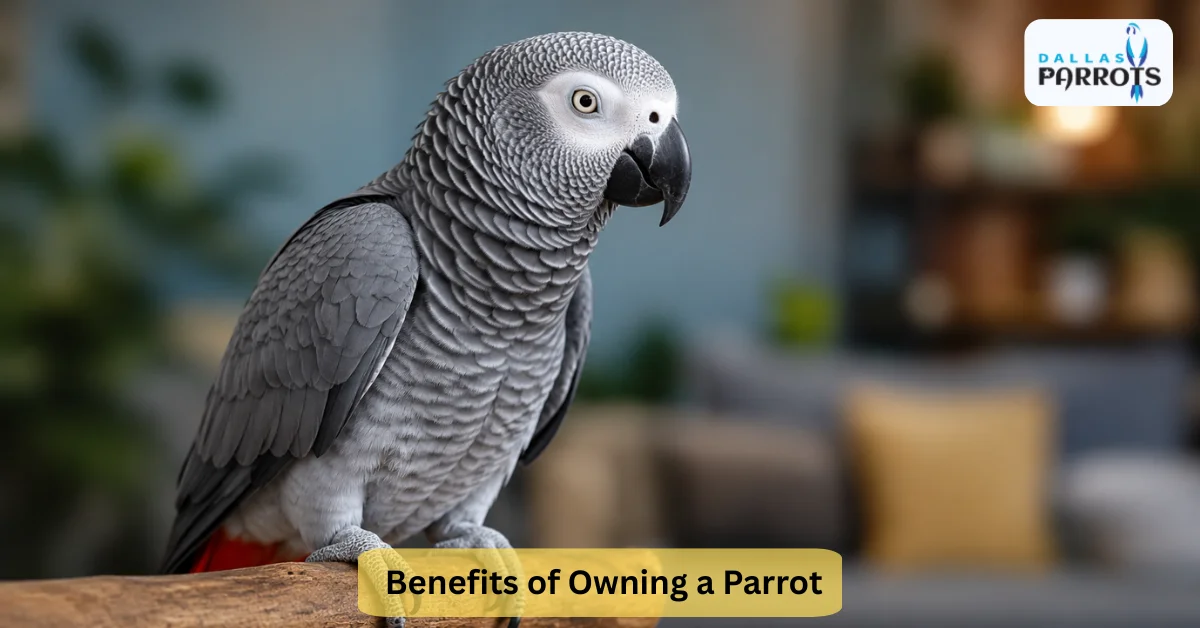 Benefits of Owning a Parrot Why These Birds Make Amazing Pets