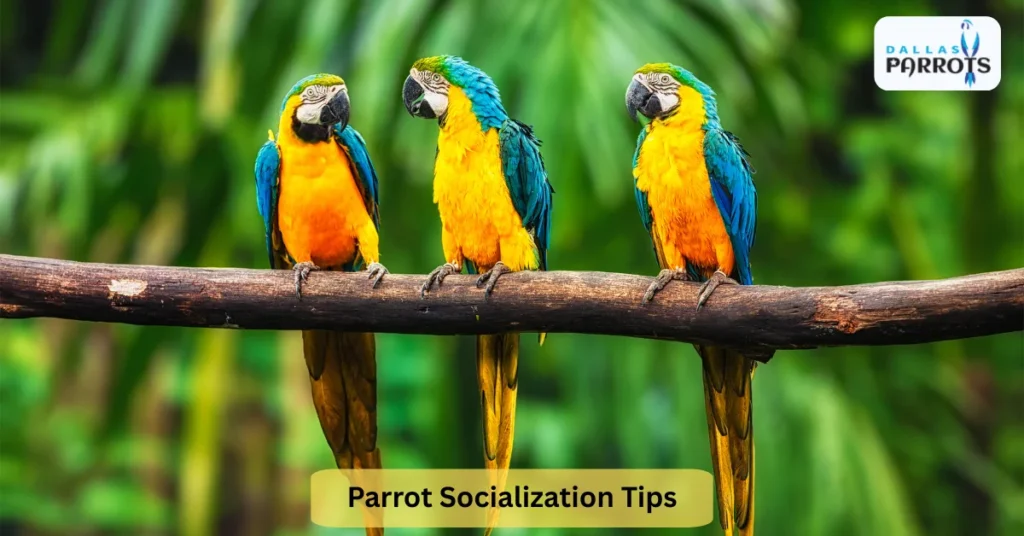 Parrot Socialization Tips