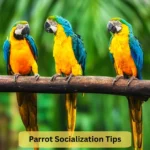 Parrot Socialization Tips