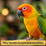7 Reasons Why Parrots Scream and Solutions That Work