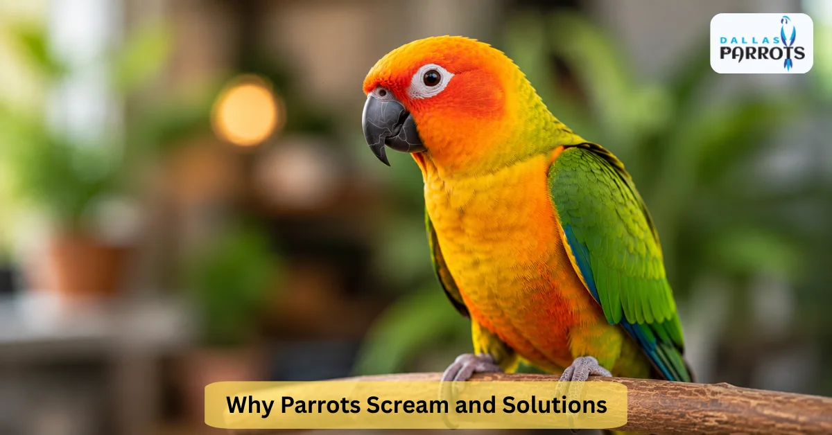 Why Parrots Scream and Solutions That Actually Work