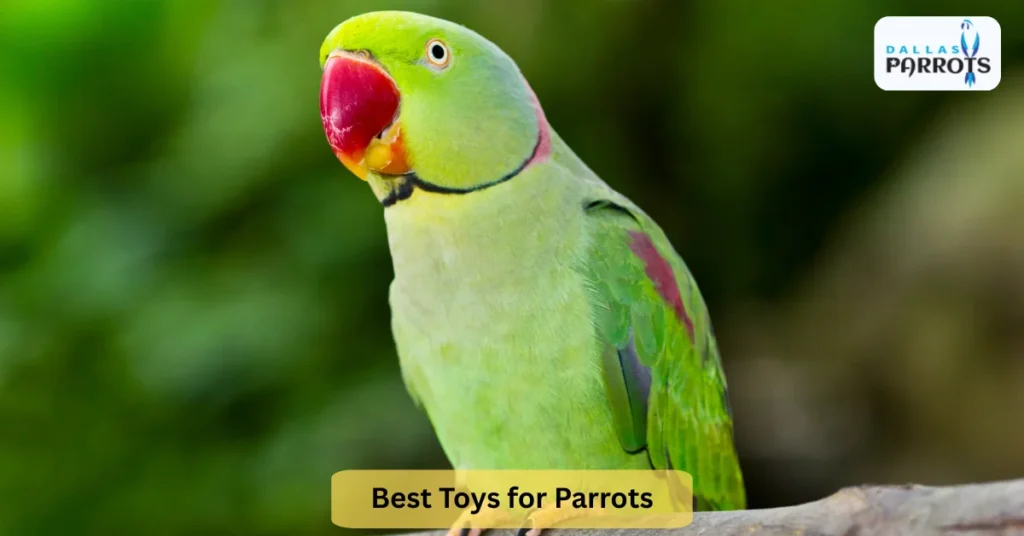 Best Toys for Parrots