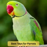Best Toys for Parrots