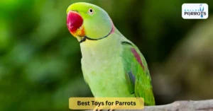 Best Toys for Parrots