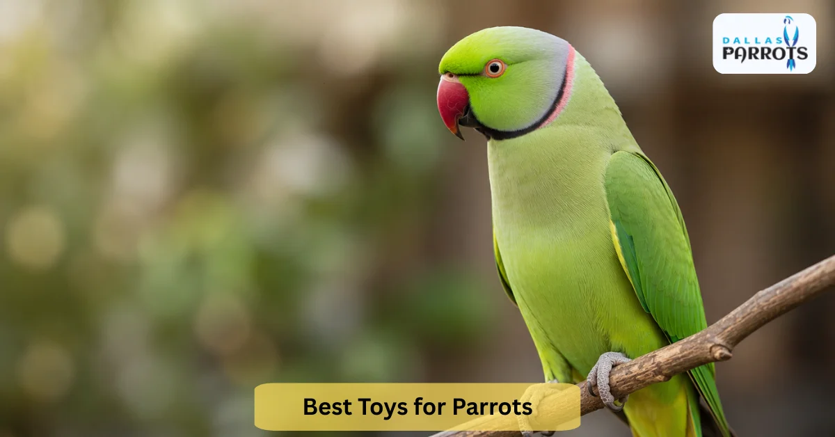 Best Toys for Parrots in 2026: Complete Buying Guide by Size Species & Budget