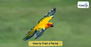 How to Train a Parrot