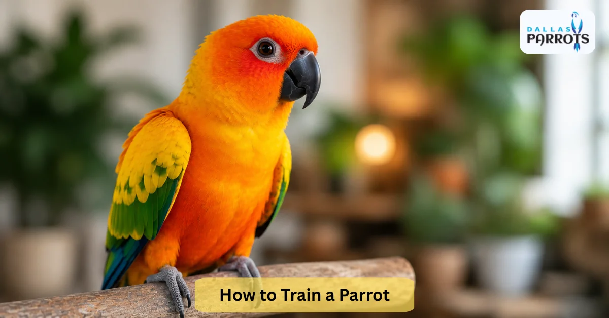 How to Train a Parrot: The Complete Guide Most Owners Never Read