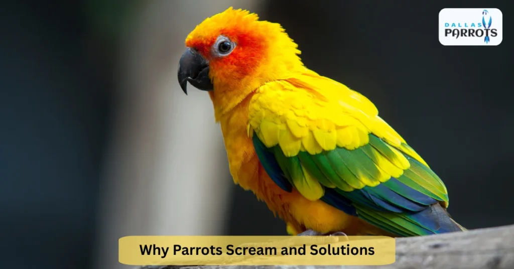 Why Parrots Scream and Solutions