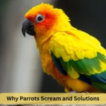 Why Parrots Scream and Solutions