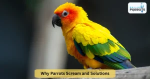 Why Parrots Scream and Solutions