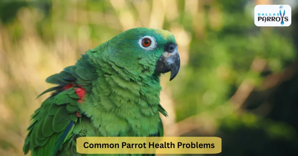 common parrot health problems
