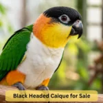 black headed caique sale