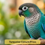 turquoise conure price