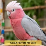 galah parrots for sale