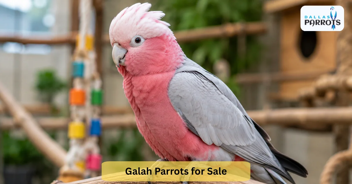 Galah Parrots for Sale What to Know Before You Buy One