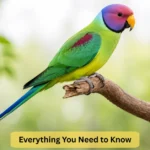 plum head parakeet