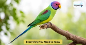 plum head parakeet