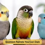 quietest parrots