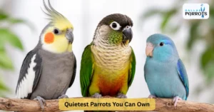 quietest parrots