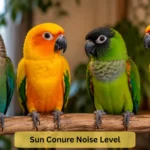 sun conure noise level