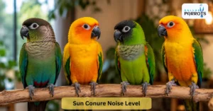 sun conure noise level
