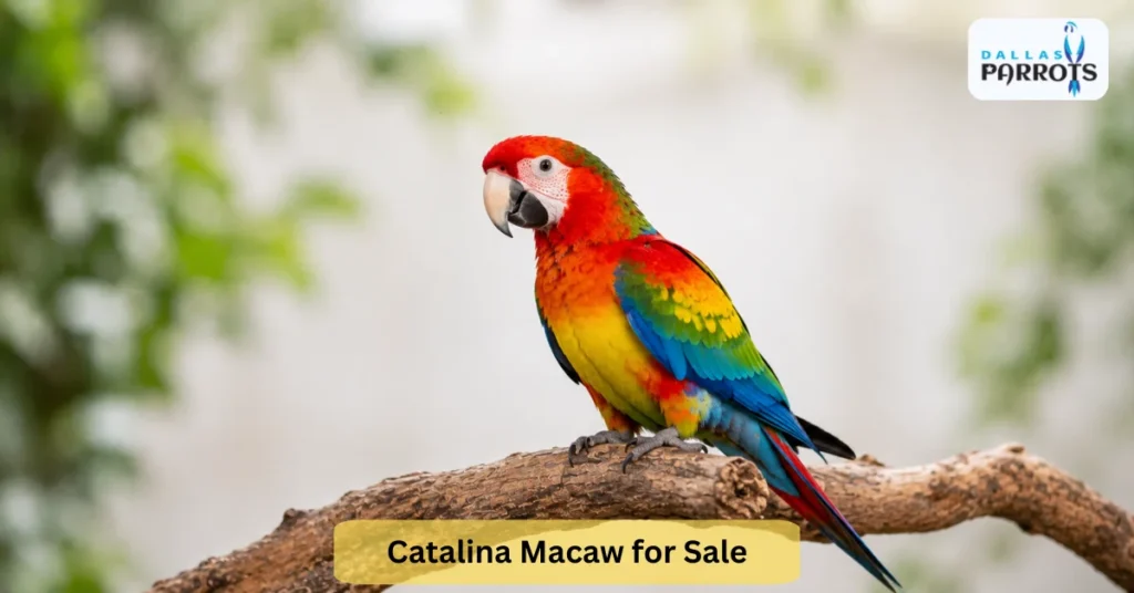catalina macaw for sale