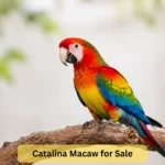 catalina macaw for sale