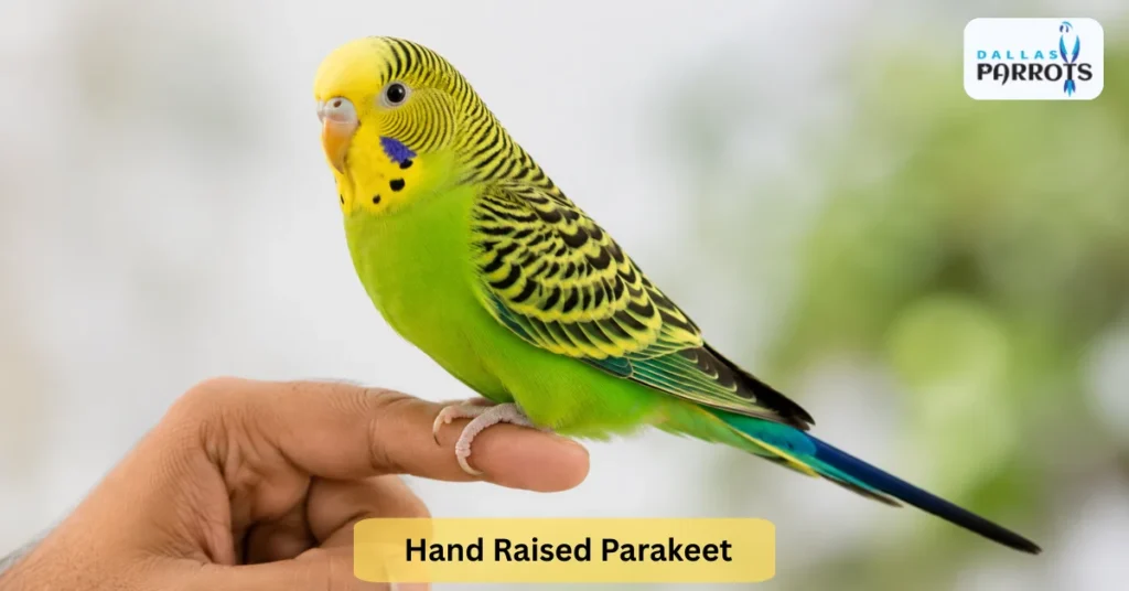 hand raised parakeet