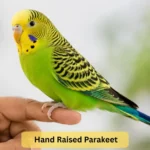 hand raised parakeet
