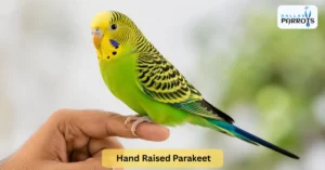 hand raised parakeet
