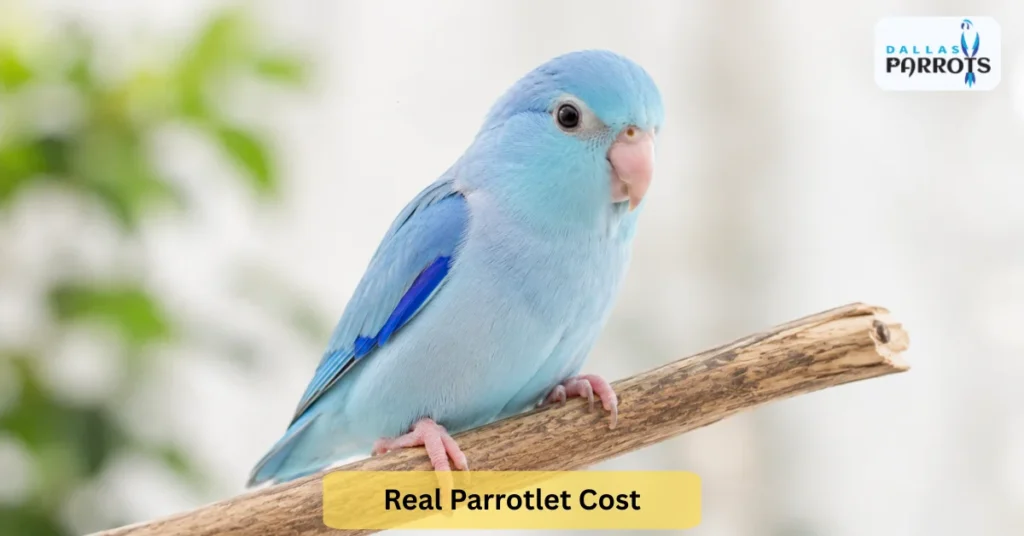 parrotlets cost