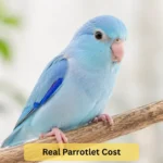 parrotlets cost