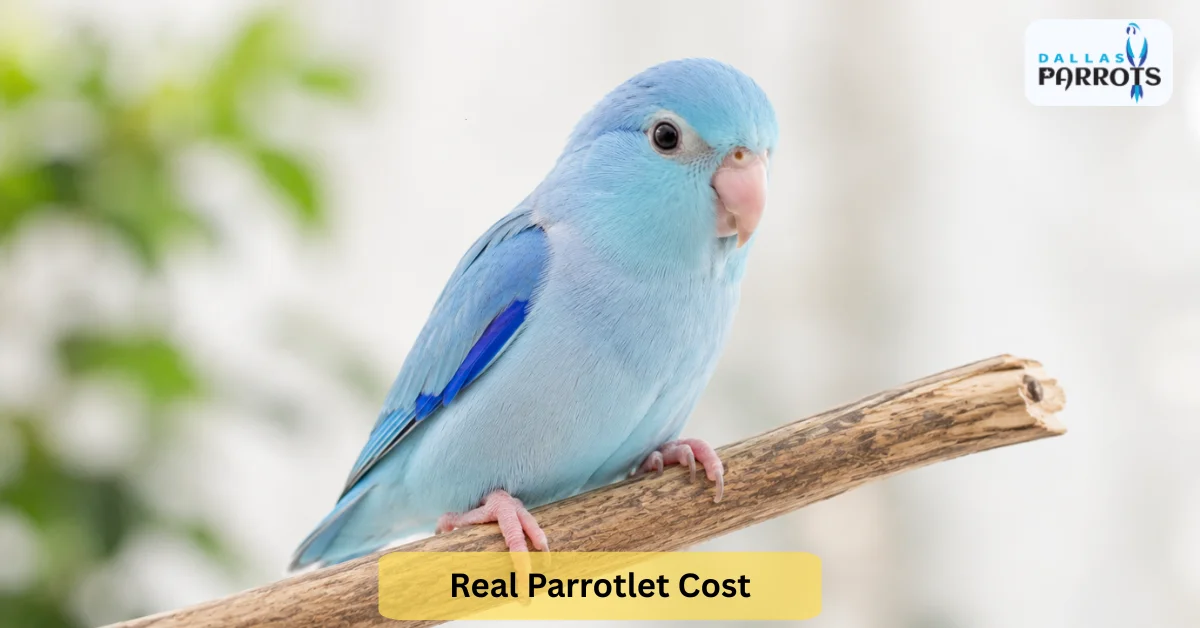 What Is the Real Parrotlet Cost Nobody Tells You About 