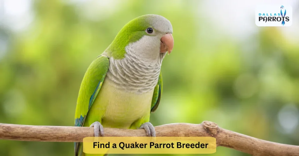 quaker parrot breeder