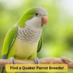 quaker parrot breeder
