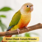 green cheek conure breeder