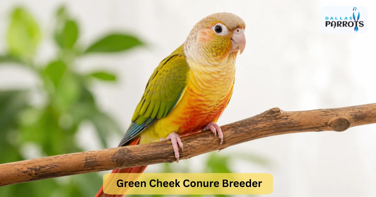 Your Green Cheek Conure Breeder Checklist Before You Buy