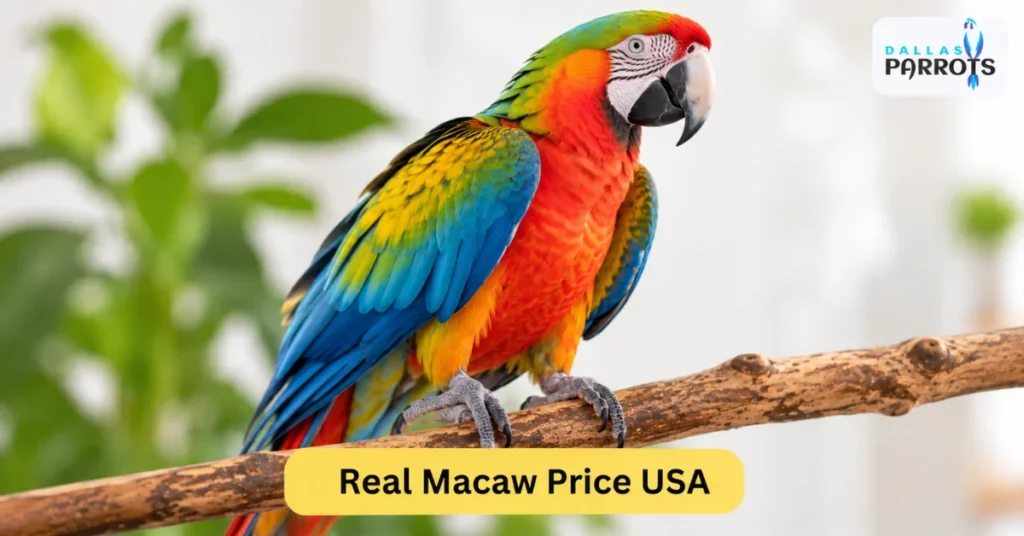 macaw price usa
