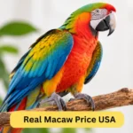 macaw price usa