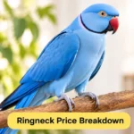 ringneck price