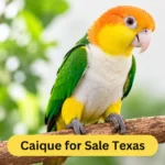 caique for sale texas