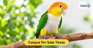 caique for sale texas