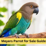 meyers parrot for sale