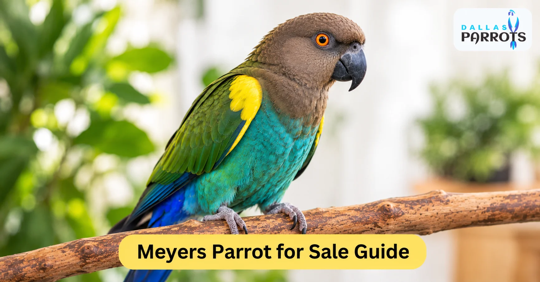 The Bird Nobody Talks About Meyers Parrot for Sale Guide